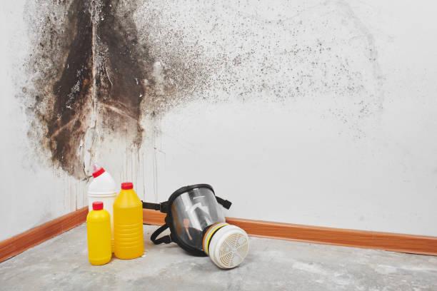 Best DIY Mold Remediation Support Services in Hoxie, AR