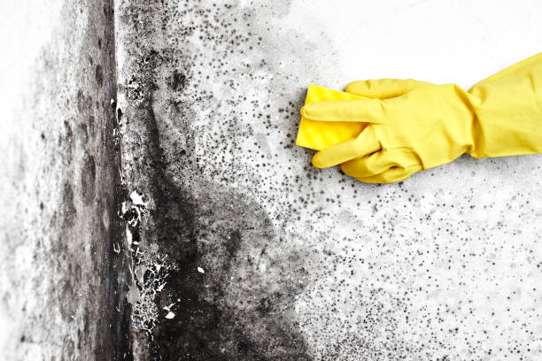 Best Basement Mold Remediation in Hoxie, AR