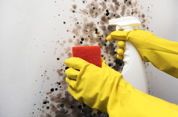 Best Residential Mold Remediation in Hoxie, AR