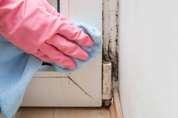 Professional Mold Remediation in Hoxie, AR